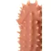 Насадка на фаллос с шипами Extreme Sleeve 007 M-size - 14,7 см телесный 